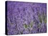 Lavender Field, Lordington Lavender Farm, Lordington, West Sussex, England, United Kingdom, Europe-Jean Brooks-Stretched Canvas