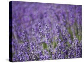 Lavender Field, Lordington Lavender Farm, Lordington, West Sussex, England, United Kingdom, Europe-Jean Brooks-Stretched Canvas