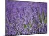 Lavender Field, Lordington Lavender Farm, Lordington, West Sussex, England, United Kingdom, Europe-Jean Brooks-Mounted Photographic Print