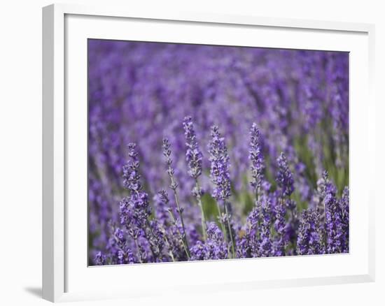 Lavender Field, Lordington Lavender Farm, Lordington, West Sussex, England, United Kingdom, Europe-Jean Brooks-Framed Photographic Print