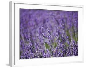 Lavender Field, Lordington Lavender Farm, Lordington, West Sussex, England, United Kingdom, Europe-Jean Brooks-Framed Photographic Print