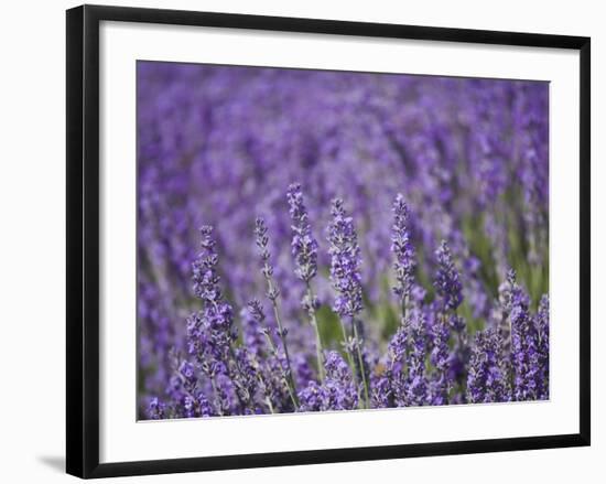 Lavender Field, Lordington Lavender Farm, Lordington, West Sussex, England, United Kingdom, Europe-Jean Brooks-Framed Photographic Print