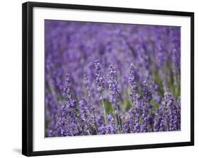 Lavender Field, Lordington Lavender Farm, Lordington, West Sussex, England, United Kingdom, Europe-Jean Brooks-Framed Photographic Print