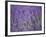 Lavender Field, Lordington Lavender Farm, Lordington, West Sussex, England, United Kingdom, Europe-Jean Brooks-Framed Photographic Print