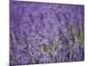 Lavender Field, Lordington Lavender Farm, Lordington, West Sussex, England, United Kingdom, Europe-Jean Brooks-Mounted Photographic Print