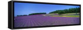 Lavender Field (Nakafurano) Hokkaido Japan-null-Framed Stretched Canvas