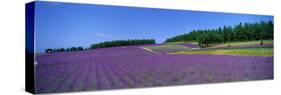 Lavender Field (Nakafurano) Hokkaido Japan-null-Stretched Canvas