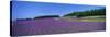 Lavender Field (Nakafurano) Hokkaido Japan-null-Stretched Canvas