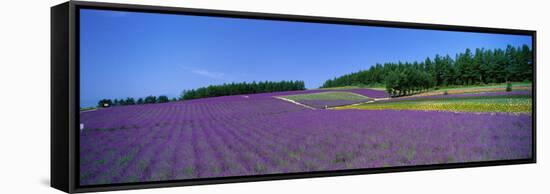 Lavender Field (Nakafurano) Hokkaido Japan-null-Framed Stretched Canvas