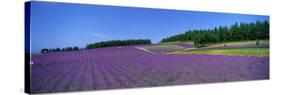 Lavender Field (Nakafurano) Hokkaido Japan-null-Stretched Canvas