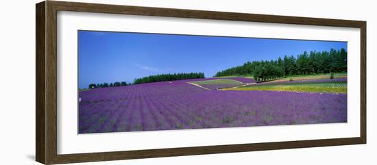 Lavender Field (Nakafurano) Hokkaido Japan-null-Framed Photographic Print