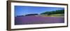 Lavender Field (Nakafurano) Hokkaido Japan-null-Framed Photographic Print