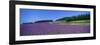 Lavender Field (Nakafurano) Hokkaido Japan-null-Framed Photographic Print