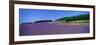 Lavender Field (Nakafurano) Hokkaido Japan-null-Framed Photographic Print