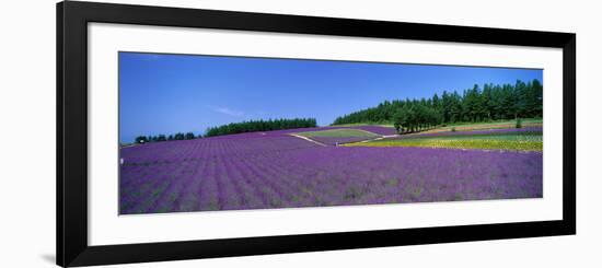 Lavender Field (Nakafurano) Hokkaido Japan-null-Framed Photographic Print