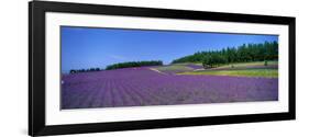 Lavender Field (Nakafurano) Hokkaido Japan-null-Framed Photographic Print