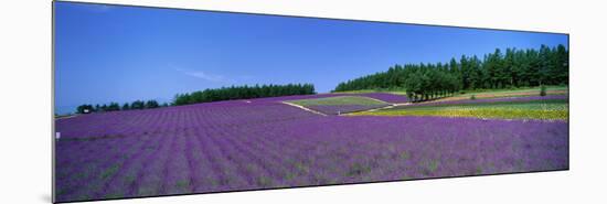 Lavender Field (Nakafurano) Hokkaido Japan-null-Mounted Photographic Print