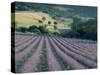 Lavender Field Near Ferrassieres, Drome, Rhone Alpes, France-Michael Busselle-Stretched Canvas