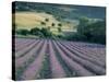 Lavender Field Near Ferrassieres, Drome, Rhone Alpes, France-Michael Busselle-Stretched Canvas