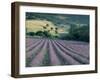 Lavender Field Near Ferrassieres, Drome, Rhone Alpes, France-Michael Busselle-Framed Photographic Print