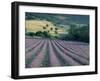 Lavender Field Near Ferrassieres, Drome, Rhone Alpes, France-Michael Busselle-Framed Photographic Print