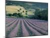 Lavender Field Near Ferrassieres, Drome, Rhone Alpes, France-Michael Busselle-Mounted Photographic Print