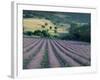 Lavender Field Near Ferrassieres, Drome, Rhone Alpes, France-Michael Busselle-Framed Photographic Print