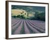 Lavender Field Near Ferrassieres, Drome, Rhone Alpes, France-Michael Busselle-Framed Photographic Print