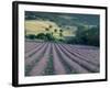 Lavender Field Near Ferrassieres, Drome, Rhone Alpes, France-Michael Busselle-Framed Photographic Print