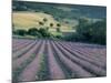 Lavender Field Near Ferrassieres, Drome, Rhone Alpes, France-Michael Busselle-Mounted Photographic Print