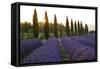 Lavender Field Near Roussillion, Provence Alpes Cote D'Azur, Provence, France, Europe-Christian Heeb-Framed Stretched Canvas
