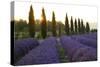 Lavender Field Near Roussillion, Provence Alpes Cote D'Azur, Provence, France, Europe-Christian Heeb-Stretched Canvas