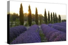 Lavender Field Near Roussillion, Provence Alpes Cote D'Azur, Provence, France, Europe-Christian Heeb-Stretched Canvas