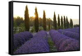 Lavender Field Near Roussillion, Provence Alpes Cote D'Azur, Provence, France, Europe-Christian Heeb-Framed Stretched Canvas