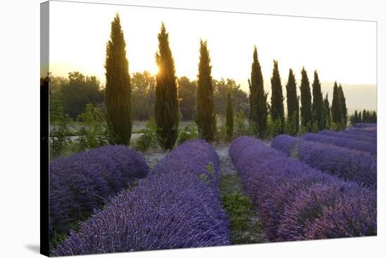 Lavender Field Near Roussillion, Provence Alpes Cote D'Azur, Provence, France, Europe-Christian Heeb-Stretched Canvas