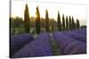 Lavender Field Near Roussillion, Provence Alpes Cote D'Azur, Provence, France, Europe-Christian Heeb-Stretched Canvas