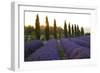 Lavender Field Near Roussillion, Provence Alpes Cote D'Azur, Provence, France, Europe-Christian Heeb-Framed Photographic Print