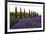 Lavender Field Near Roussillion, Provence Alpes Cote D'Azur, Provence, France, Europe-Christian Heeb-Framed Photographic Print