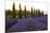 Lavender Field Near Roussillion, Provence Alpes Cote D'Azur, Provence, France, Europe-Christian Heeb-Mounted Photographic Print