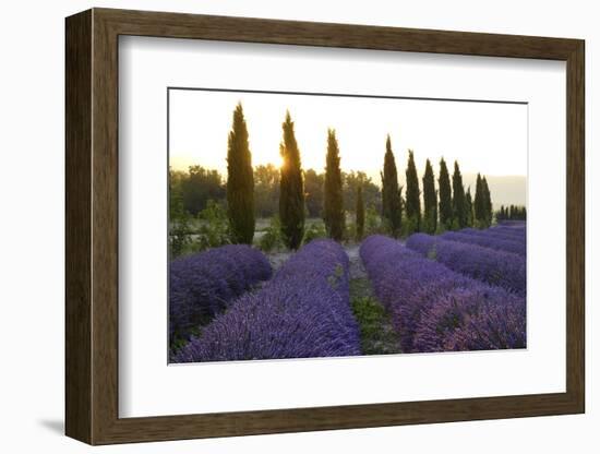 Lavender Field Near Roussillion, Provence Alpes Cote D'Azur, Provence, France, Europe-Christian Heeb-Framed Photographic Print