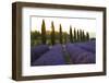 Lavender Field Near Roussillion, Provence Alpes Cote D'Azur, Provence, France, Europe-Christian Heeb-Framed Photographic Print