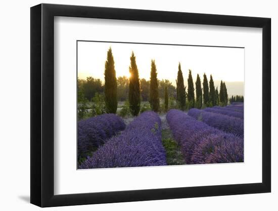 Lavender Field Near Roussillion, Provence Alpes Cote D'Azur, Provence, France, Europe-Christian Heeb-Framed Photographic Print