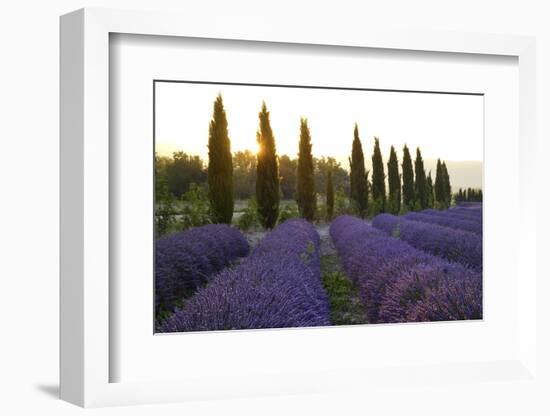 Lavender Field Near Roussillion, Provence Alpes Cote D'Azur, Provence, France, Europe-Christian Heeb-Framed Photographic Print