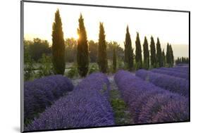 Lavender Field Near Roussillion, Provence Alpes Cote D'Azur, Provence, France, Europe-Christian Heeb-Mounted Photographic Print