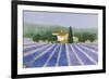 Lavender Field Near St Tropez-Hazel Barker-Framed Giclee Print