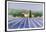 Lavender Field Near St Tropez-Hazel Barker-Framed Giclee Print