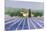 Lavender Field Near St Tropez-Hazel Barker-Mounted Giclee Print