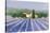 Lavender Field Near St Tropez-Hazel Barker-Stretched Canvas