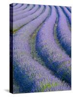 Lavender Field Near Valensole, Provence-Alpes-Cote D'Azur, France-Doug Pearson-Stretched Canvas