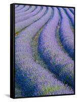Lavender Field Near Valensole, Provence-Alpes-Cote D'Azur, France-Doug Pearson-Framed Stretched Canvas